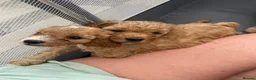 Cavapoo dogs for sale: 6 Beautiful fluffy apricot Cavapoo - Advert 17