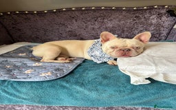 French Bulldog dogs for adoption: 💙🐶 FRANK 🐶💙 - Image 4
