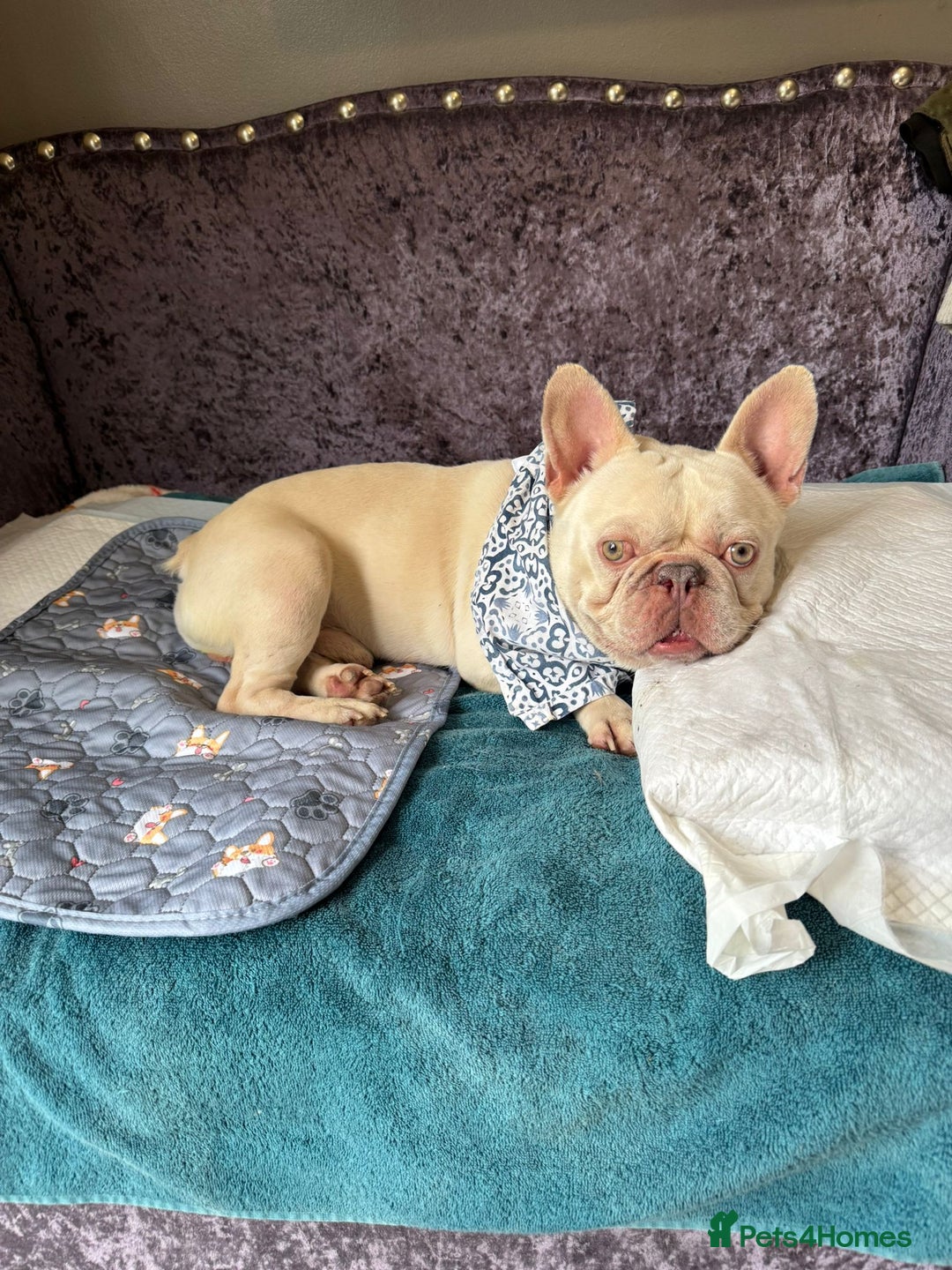 French Bulldog dogs for adoption: 💙🐶 FRANK 🐶💙 - Image 4