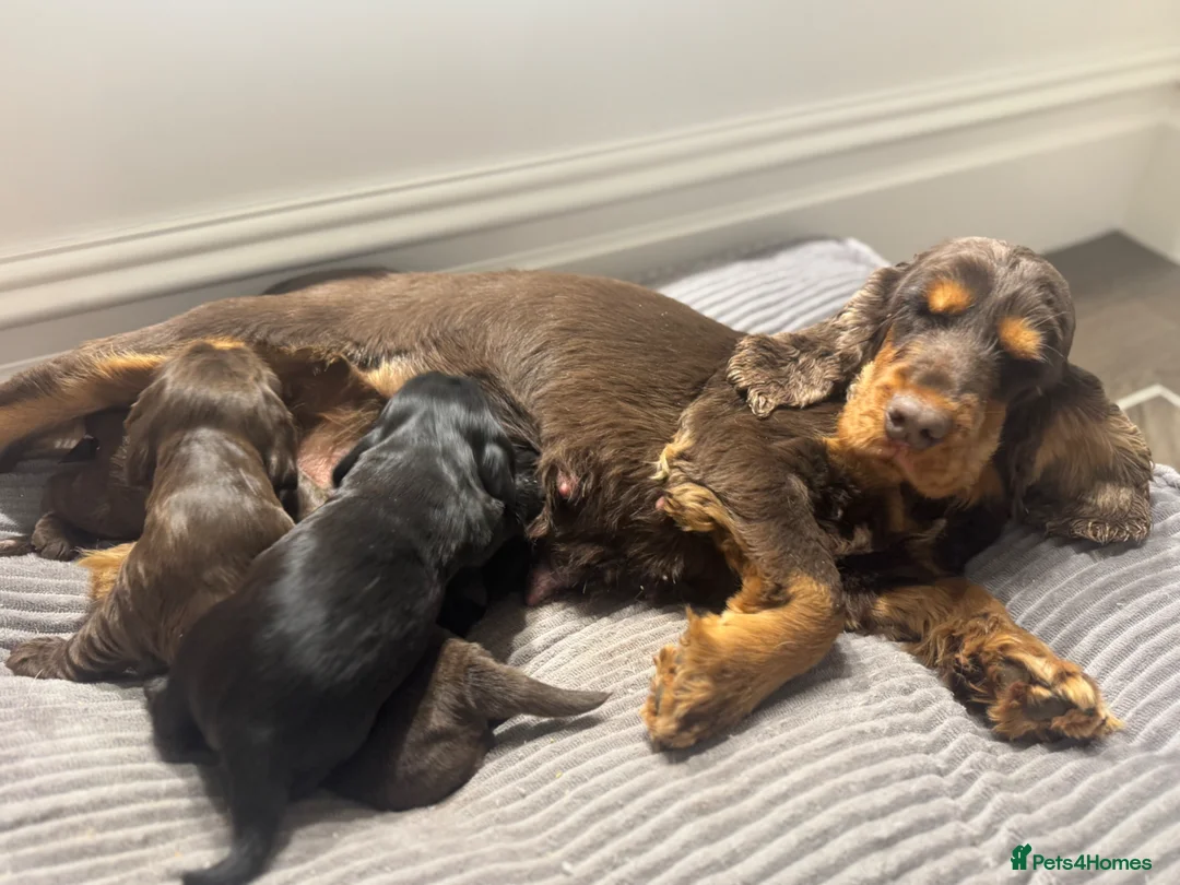 Cocker Spaniel dogs for sale: TRUE SHOWTYPE KC REGISTERED HEALTH TESTED - Advert 1