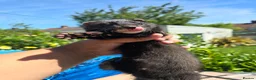 Ferret rodents for sale: 2 beautiful self black Ferret Kits - Advert 6