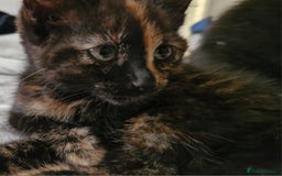 Mixed Breed cats for sale: Kittens - Image 2