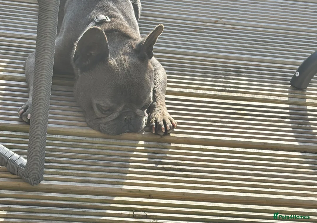 French Bulldog dogs for sale: 4 year old French bulldog - Advert 2