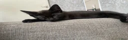 Mixed Breed cats for sale: 4 black male kittens  - Advert 3