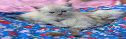 Ragdoll cats for sale: Blue Lynx Ragdoll kittens - Advert 6