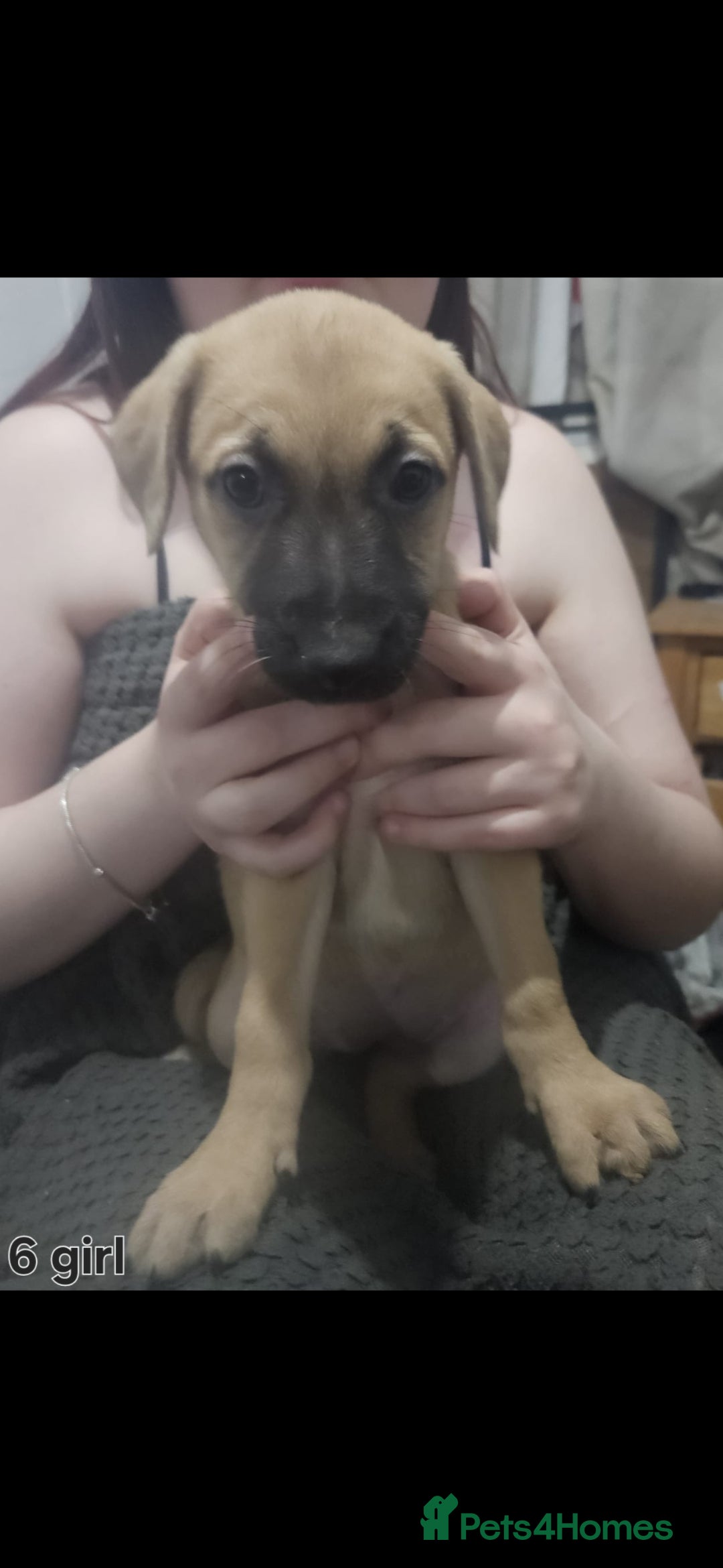 Mixed Breed dogs for sale: Puppies  - Advert 6