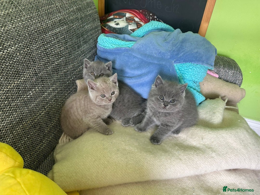 British Shorthair cats for sale: Beautiful British Shorthair kittens - Image 5