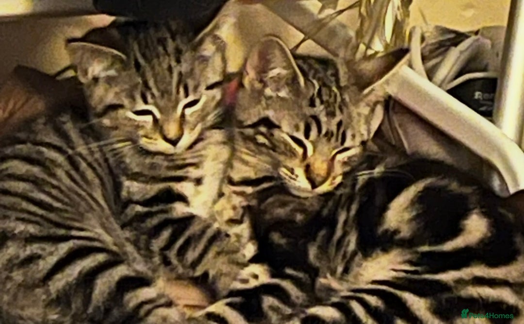 Mixed Breed cats for sale: adorable kittens looking for loving homes 💖🐾 - Advert 10