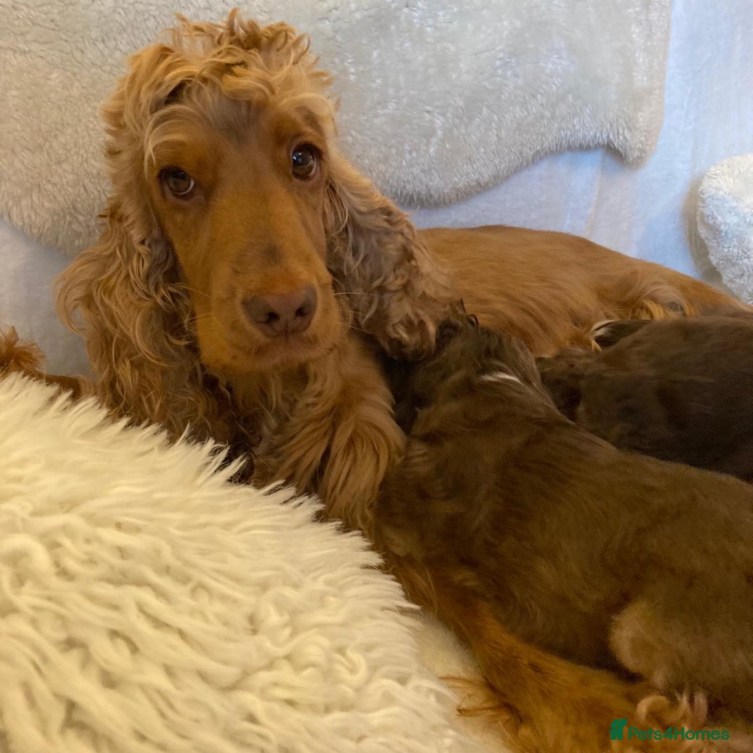 Cocker Spaniel dogs for sale: ADORABLE KC REG SHOW TYPE COCKER SPANIEL PUPPIES - Image 3