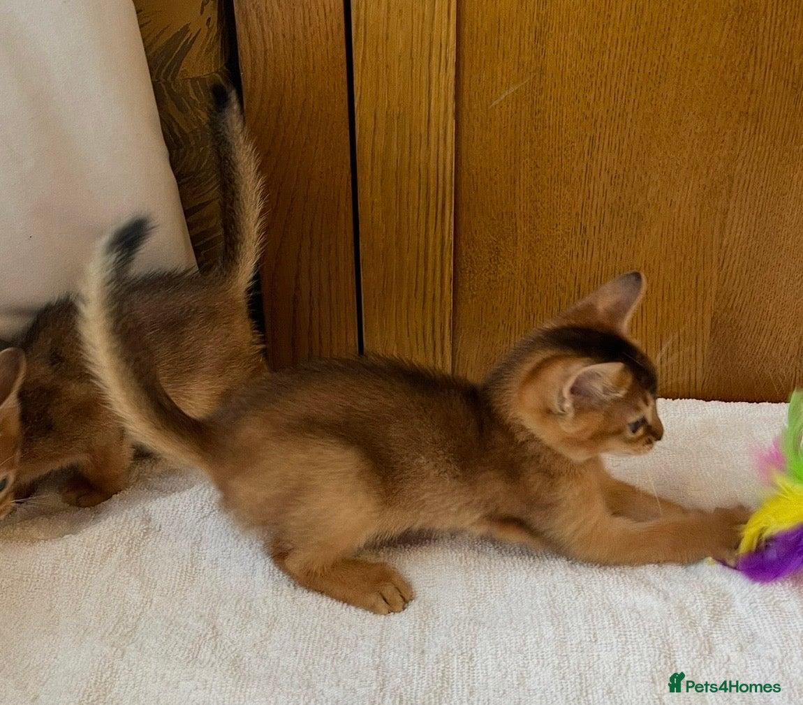 Abyssinian cats 12 Weeks Female 🏆🥇🏵️Top Quality Champion ln  - Advert 16