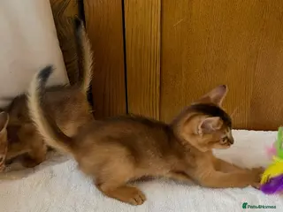 Abyssinian cats for sale: 12 Weeks Female 🏆🥇🏵️Top Quality Champion ln - Advert 2