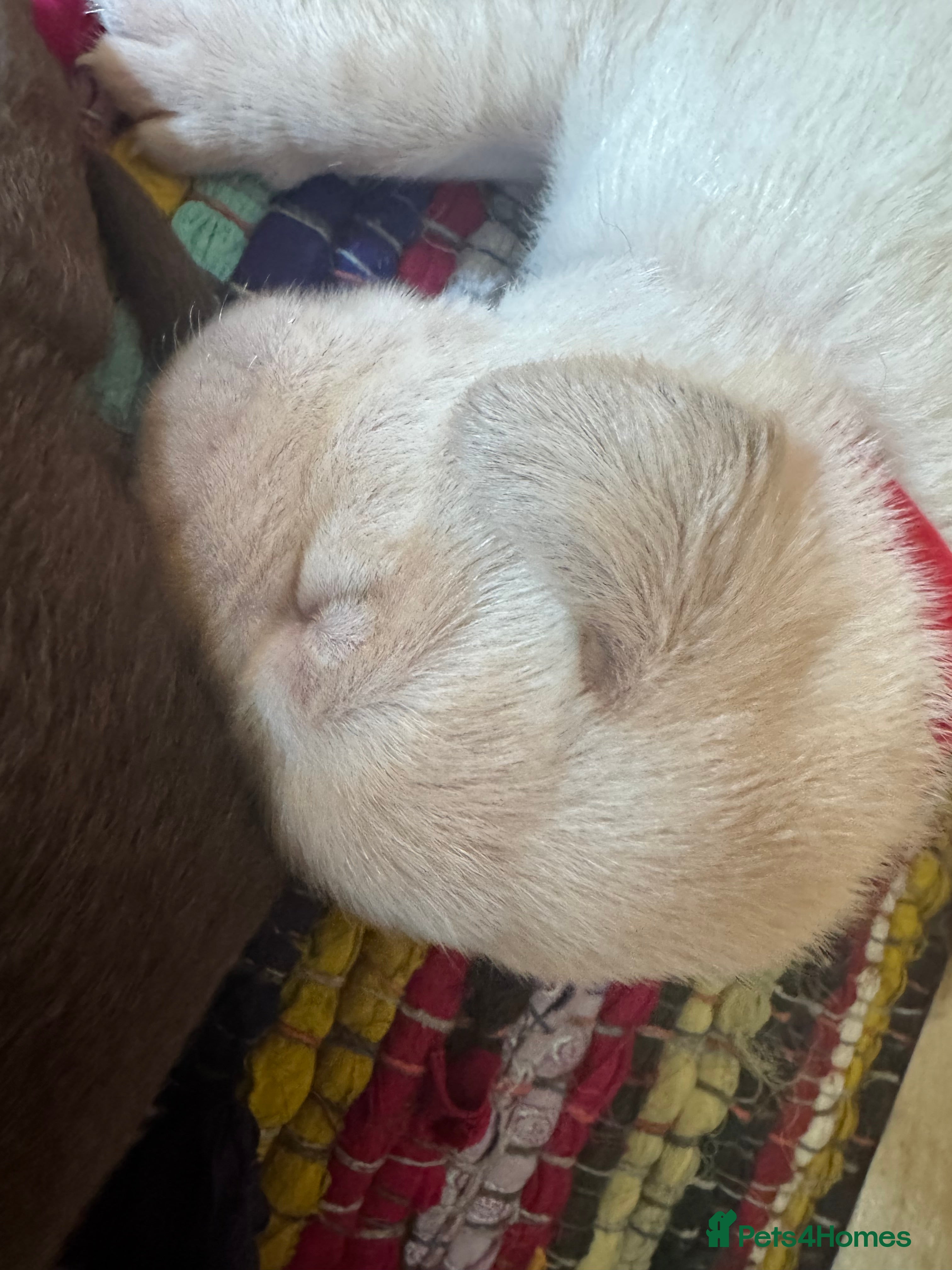 Labrador Retriever dogs Arrived and ready 11 July: Excellent Labradors - Advert 2