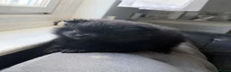 Pomeranian dogs for sale: Adorable Pomeranian Puppies Merle, Sable & Black - Advert 22