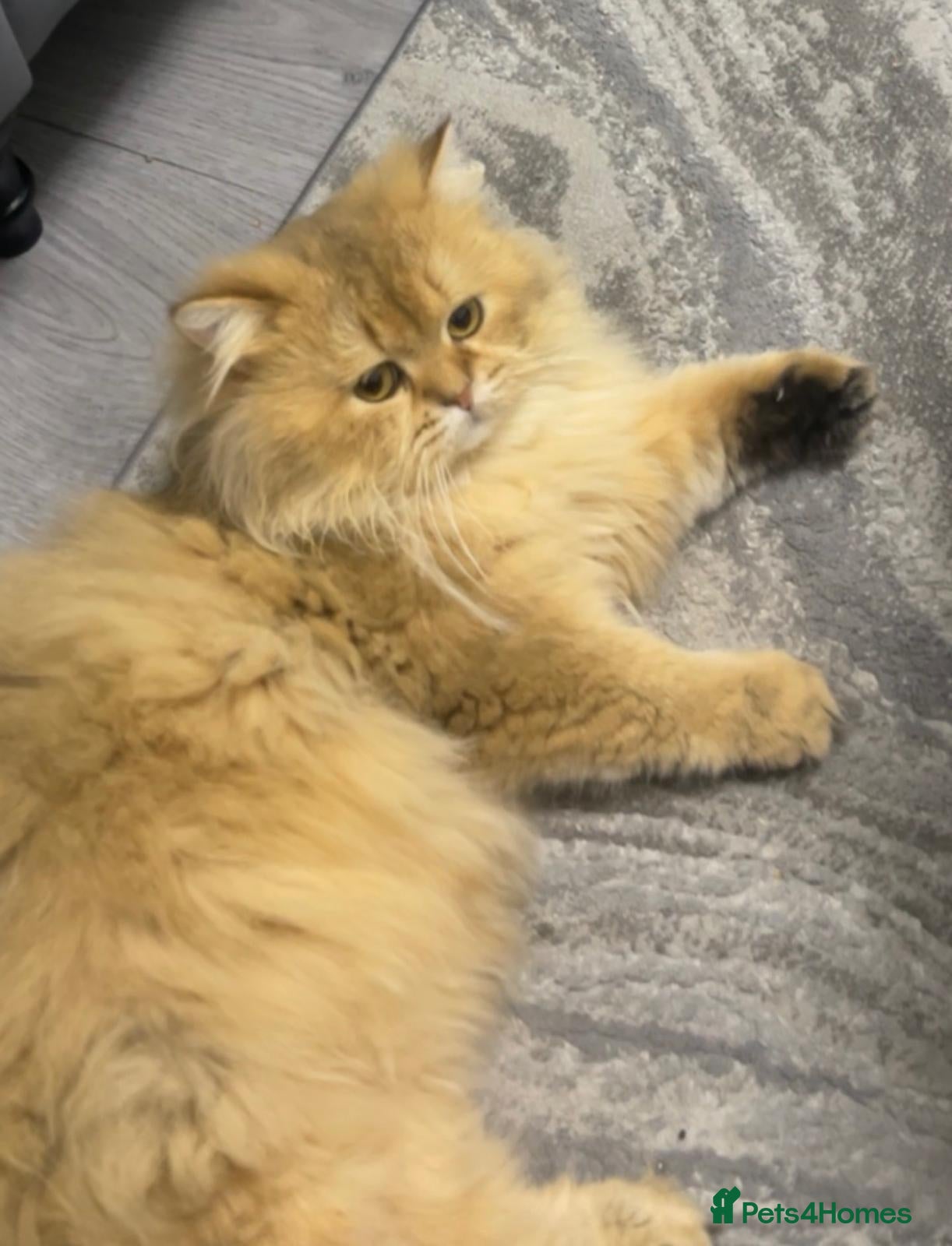 Persian cats Persian Male Cat  - Advert 14