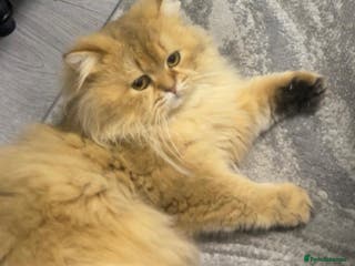 Persian cats Persian Male Cat - Advert 7