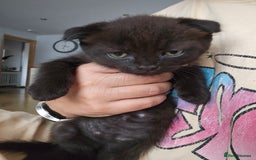 Mixed Breed cats for sale: Scottish Fold Kittens! Ready for loving home - Image 23