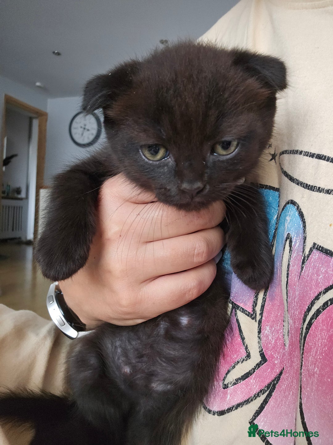 Mixed Breed cats for sale: Scottish Fold Kittens! Ready for loving home - Image 23