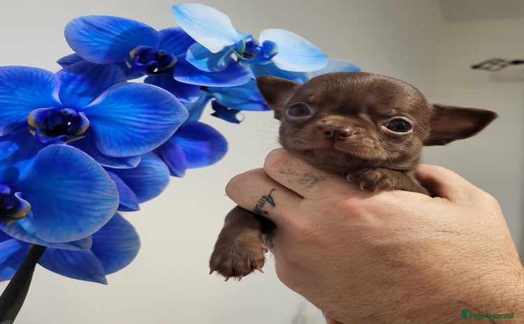 Chihuahua dogs - Advert 4
