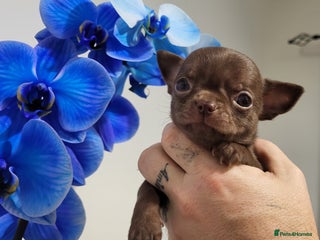 Chihuahua dogs - Advert 26