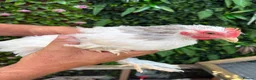Chickens poultry for sale: 3 beautiful pekin cockerels - Advert 4