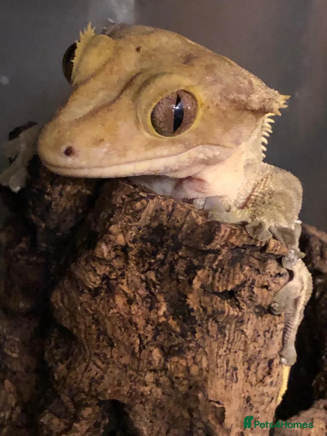 Gecko reptiles for sale: Stunning pair of breeding crested geckos with viv - Advert 6