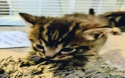 Mixed Breed cats for sale: Bengal mix - Image 7