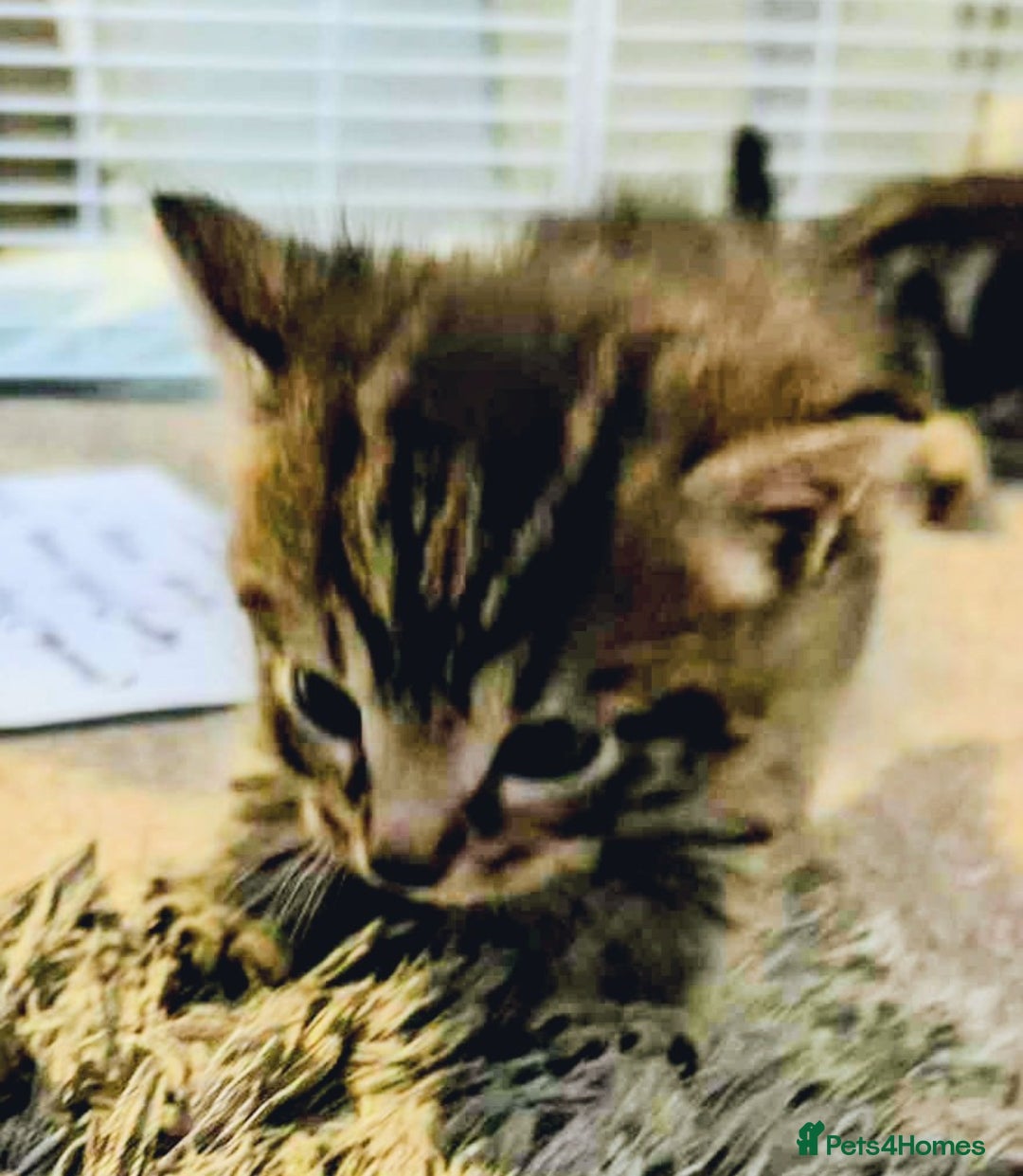 Mixed Breed cats for sale: Bengal mix - Image 7