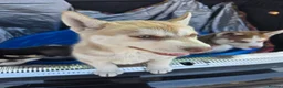 Siberian Husky dogs for sale: 🐺 Siberian Husky Puppies –Boys&Girls Available 🐾 - Advert 4