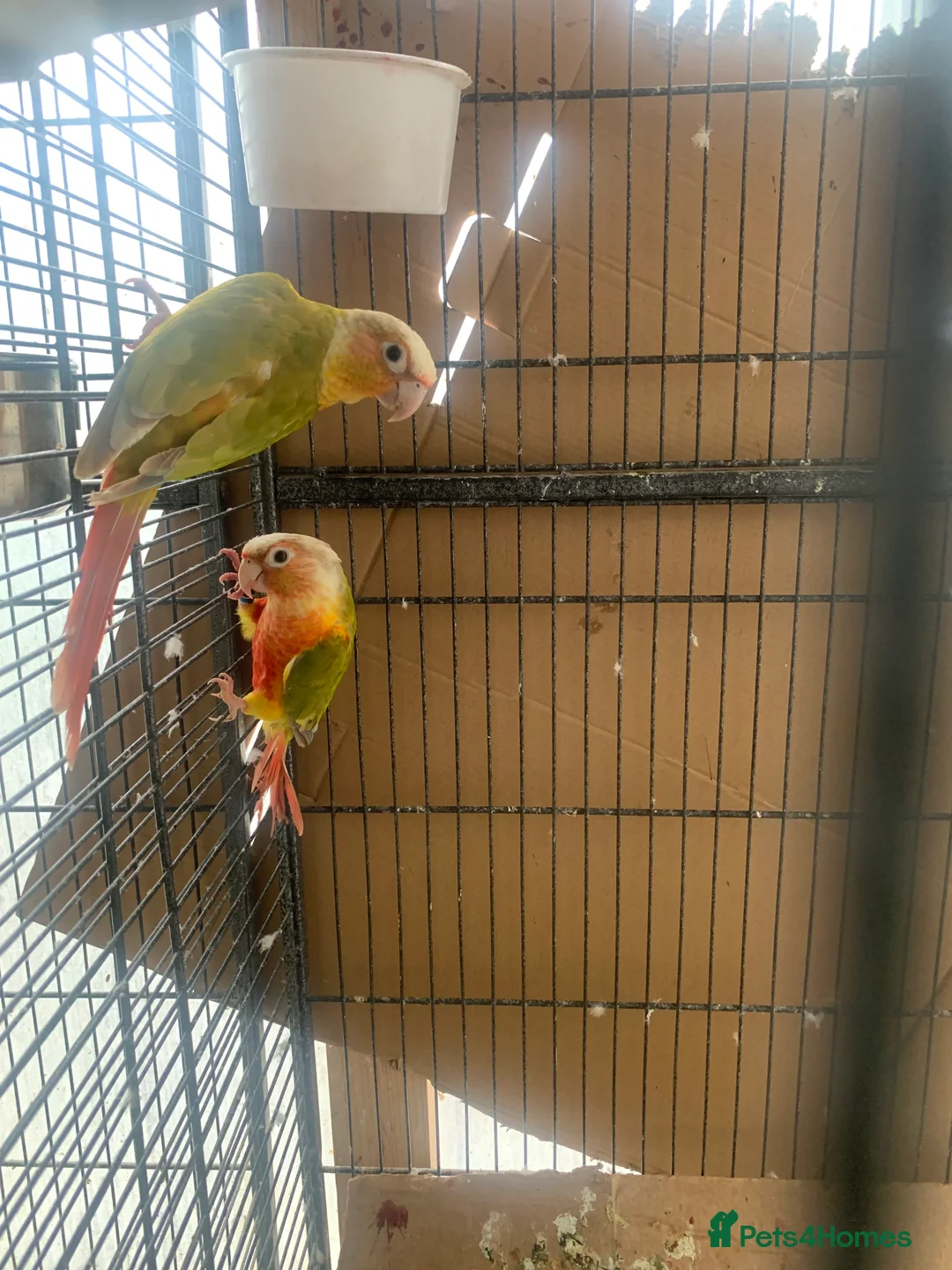Ringnecks birds for sale: Yellow Ringneck and pineapple conure - Advert 6