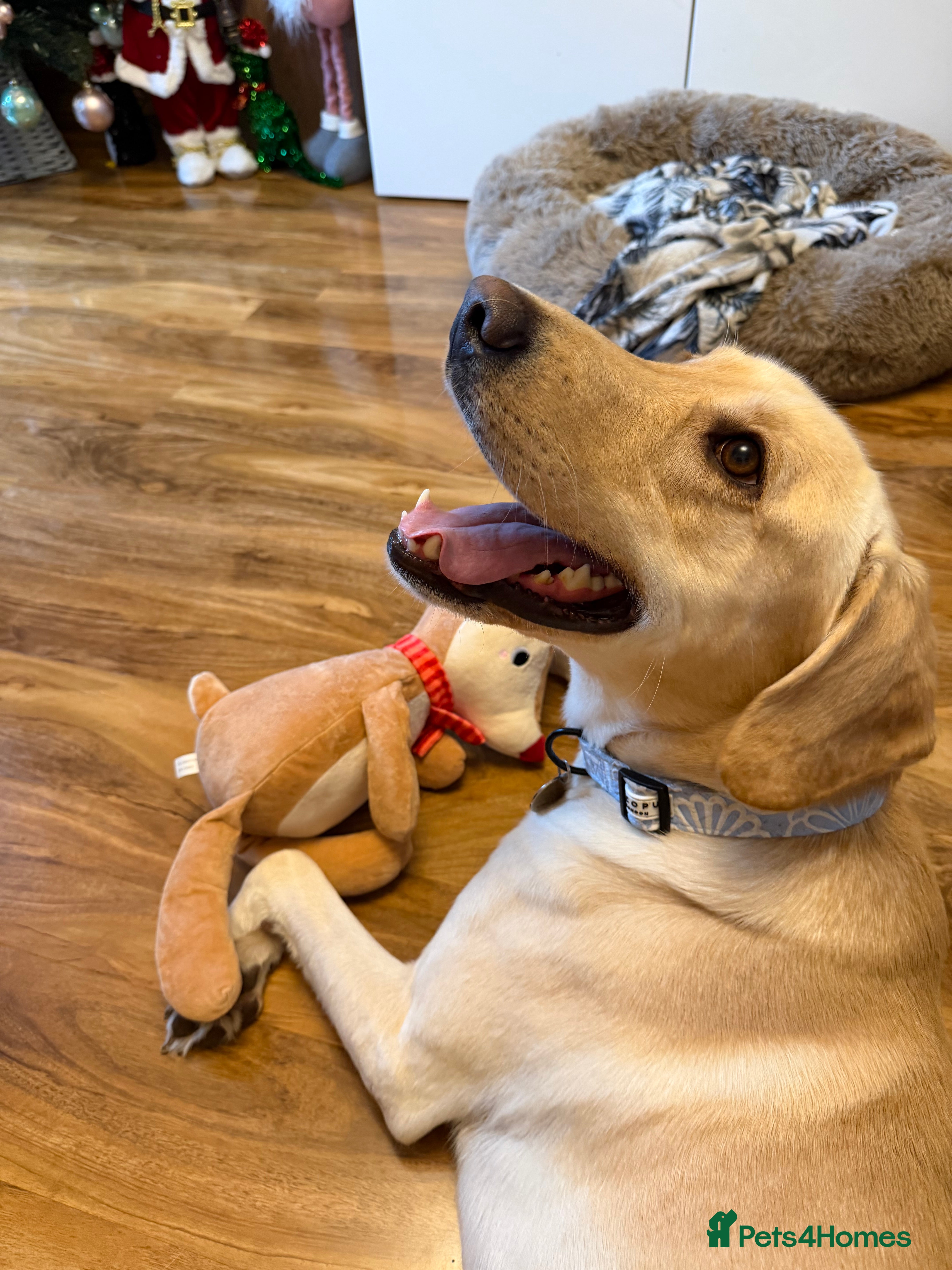 Labrador Retriever dogs 3 year old Yellow male loving friendly Labrador - Advert 1