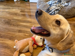 Labrador Retriever dogs 3 year old Yellow male loving friendly Labrador - Advert 1