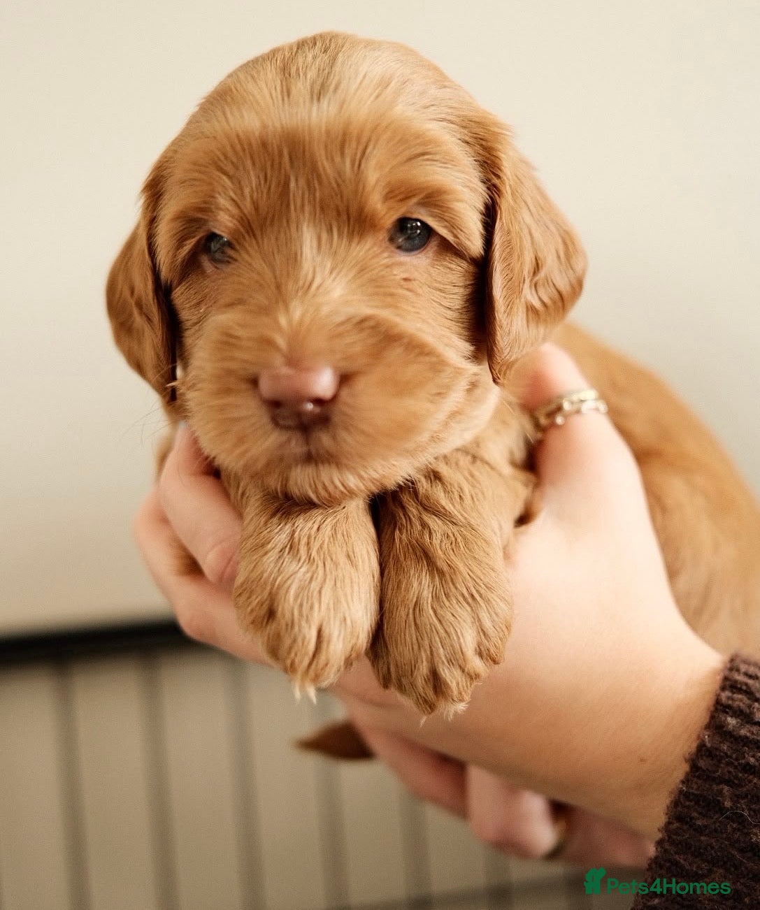 Australian Labradoodle dogs Multigenerational Australian Labradoodle puppies  - Advert 2