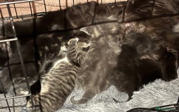 Ragdoll cats for sale: Ragdoll cross - Image 2