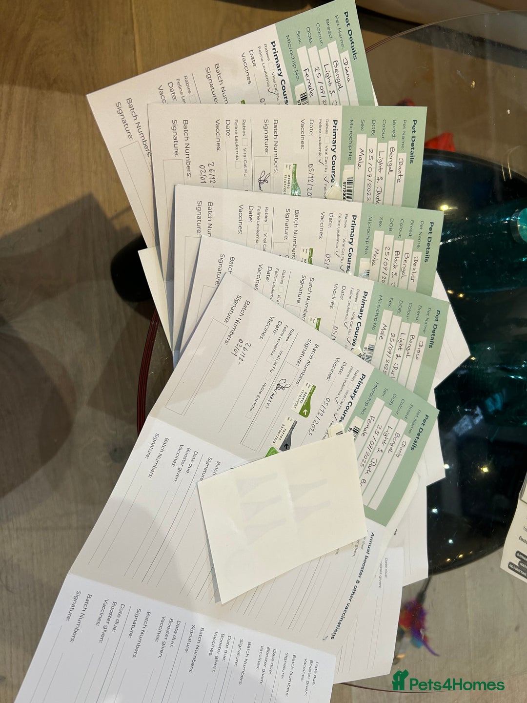 Bengal cats for sale: Champion bloodline Bengal kittens - Advert 28