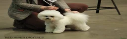 Bichon Frise dogs for sale: Champion Pedigree Bichon Frise Puppies in Maldon - Advert 13