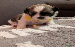 Lhasa Apso dogs for sale: 4 gorgeous Lhasa apso puppies  - Image 16