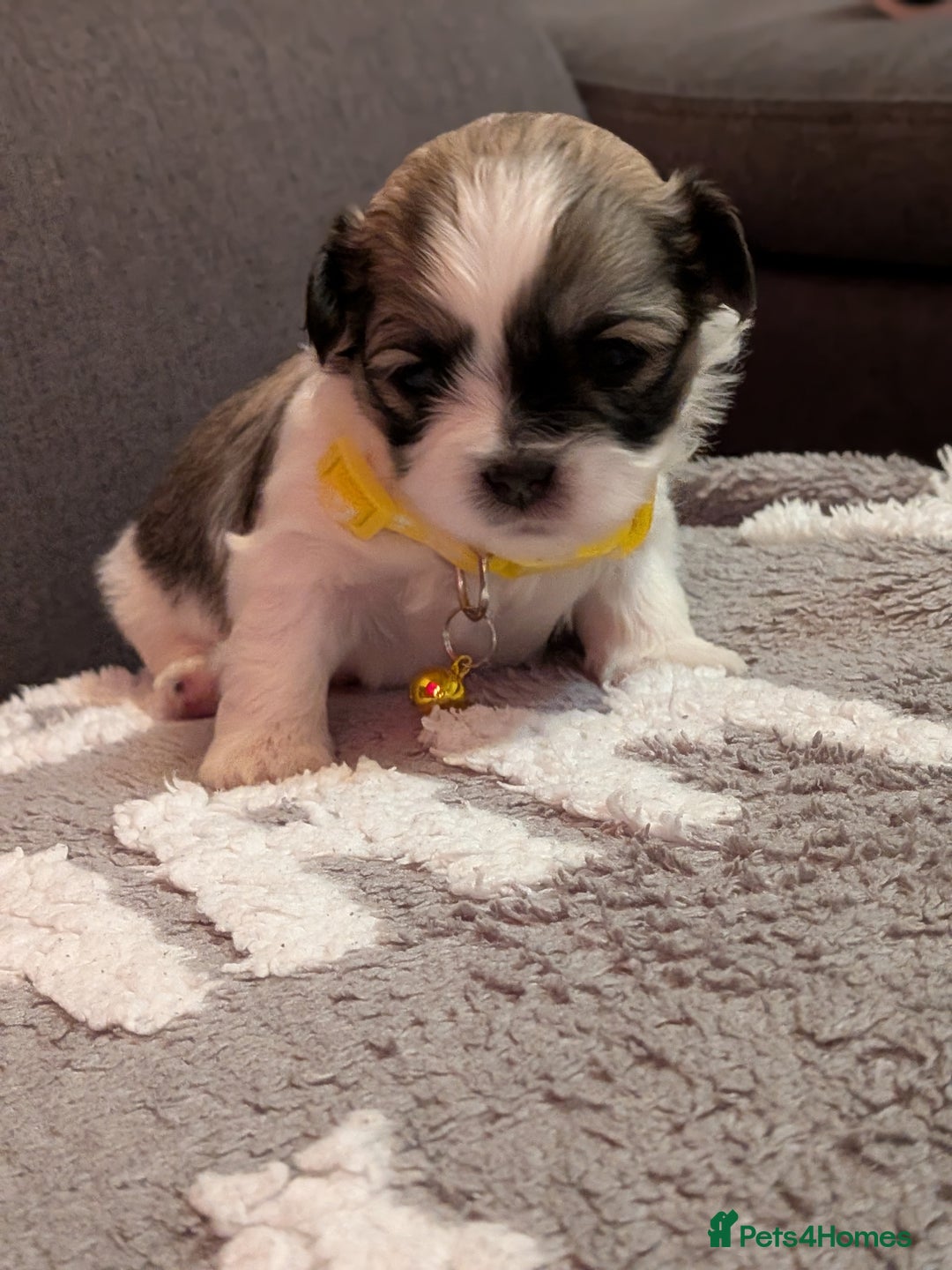 Lhasa Apso dogs for sale: 4 gorgeous Lhasa apso puppies  - Image 16