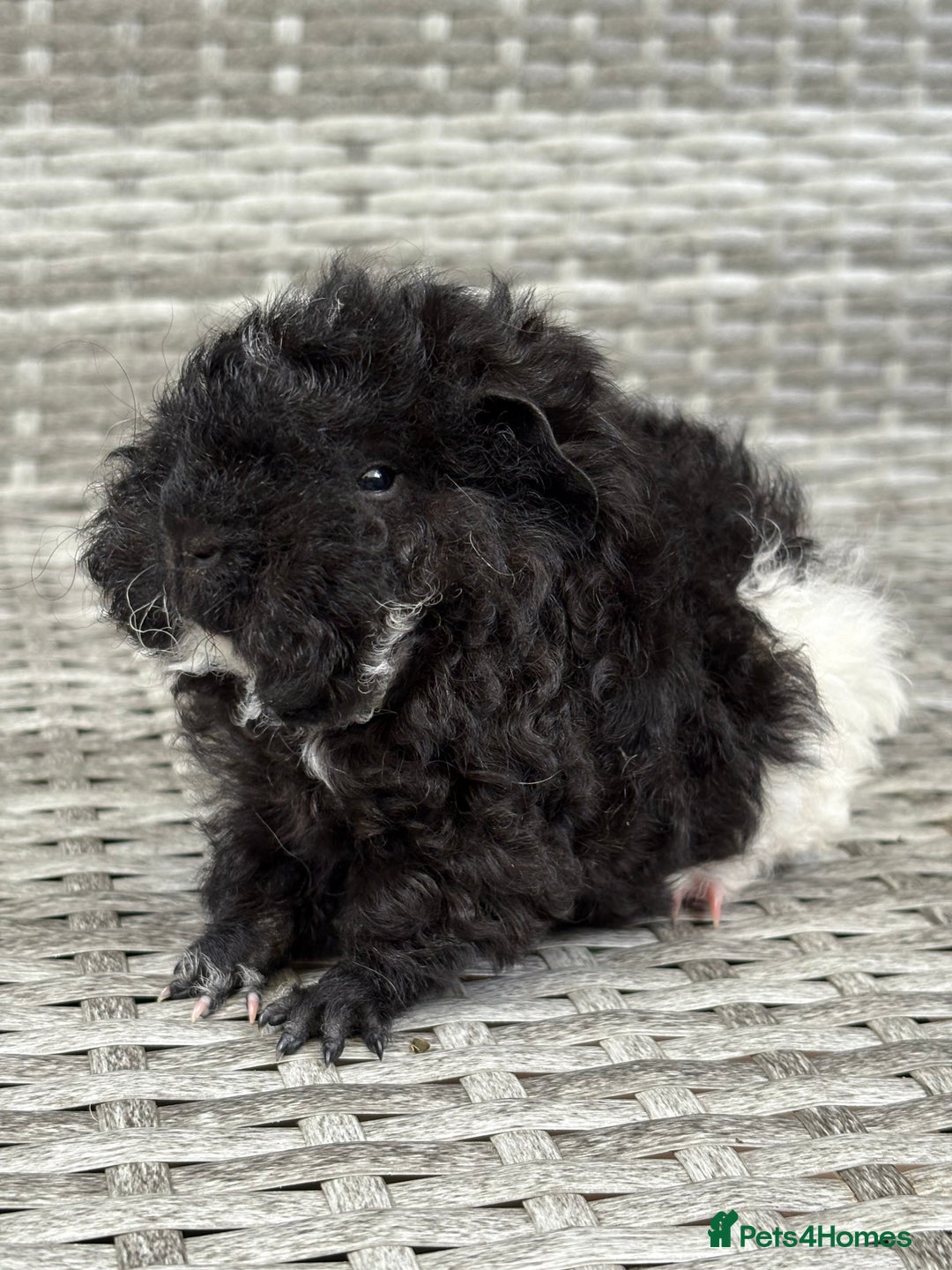 Guinea Pig rodents for sale: Lunkarya guinea pigs  - Image 2