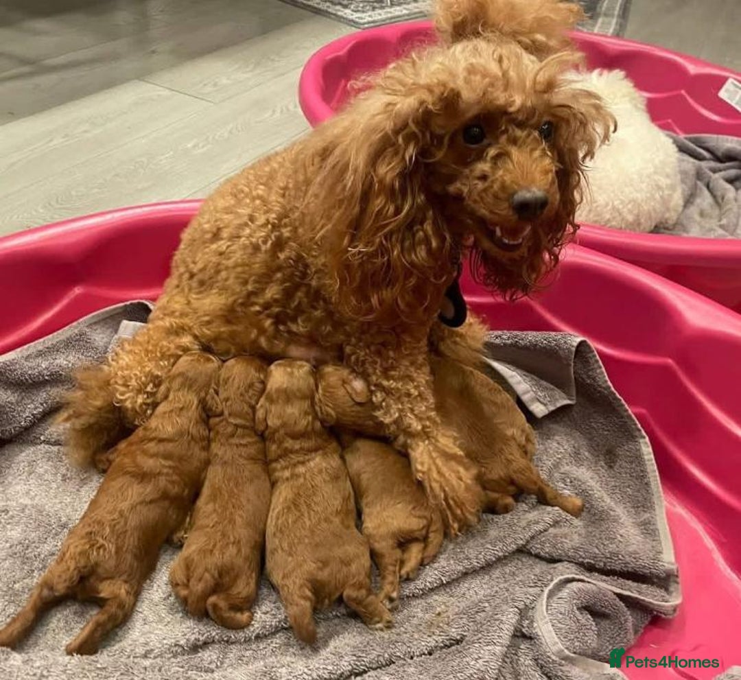 Cavapoo dogs for sale: Cavapoo F1 Puppies  - Advert 6