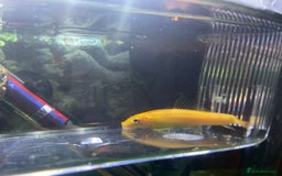 Loaches fish for sale: Golden sucking loach  - Image 2