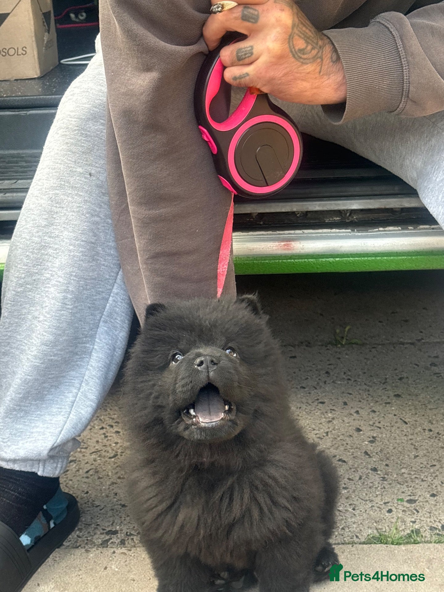 Chow Chow dogs Chows ready and reduced  !!! - Advert 7