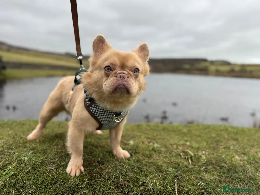 French Bulldog dogs for sale: Male French Bulldog (REHOME) - Advert 2