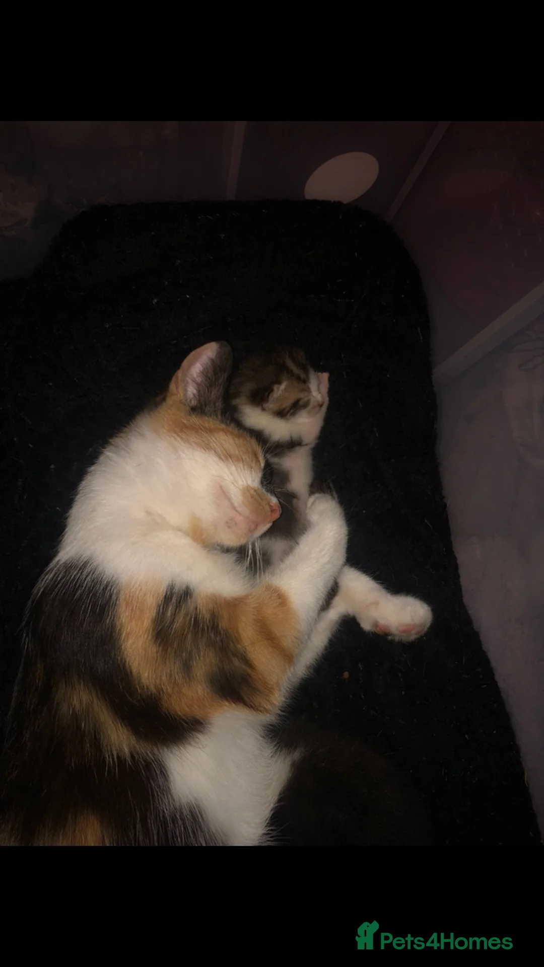 Bengal cats for sale: Female tabby kitten - Advert 6