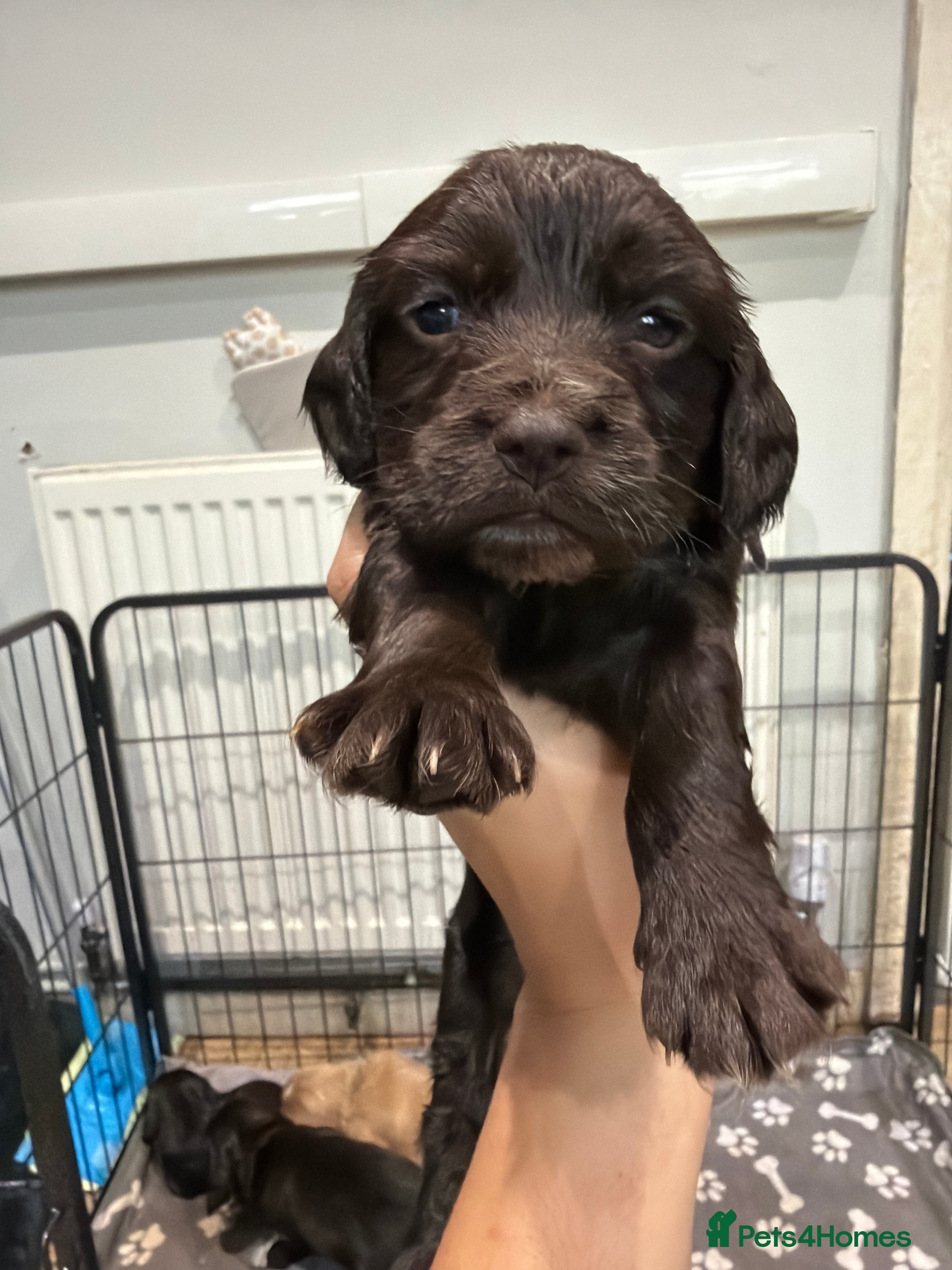 Cocker Spaniel dogs for sale: 6 adorable cocker spaniel puppies  - Advert 2