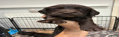 Cocker Spaniel 6