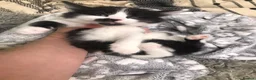 Mixed Breed cats for sale: Turkish angora kitten  - Advert 5