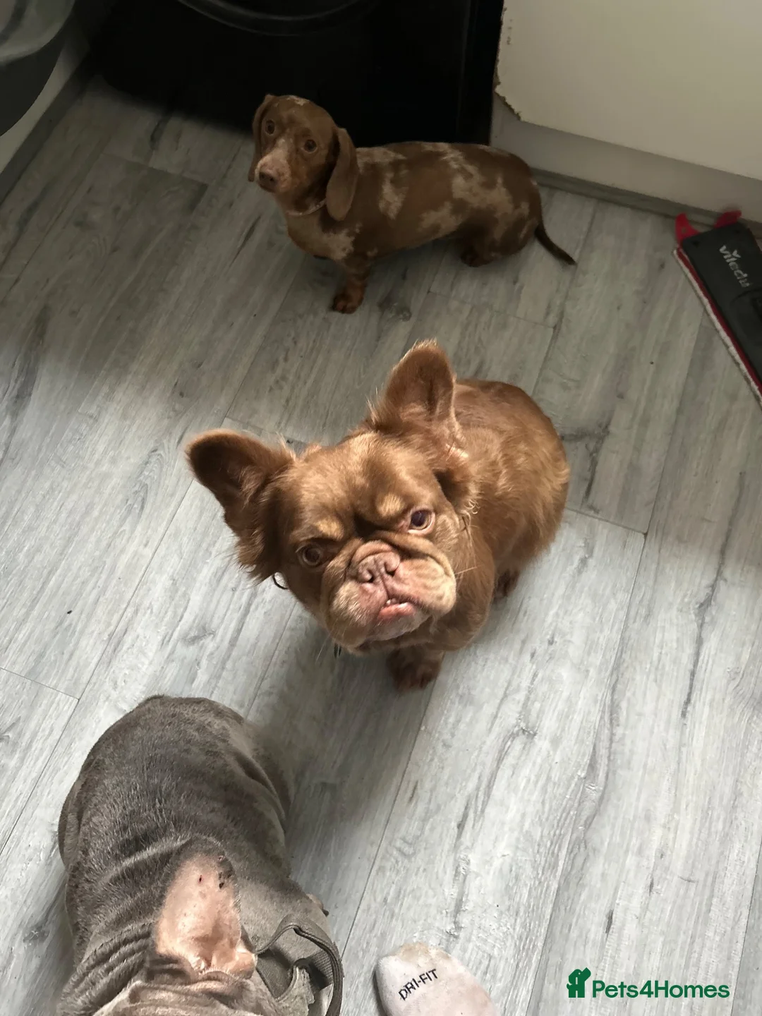 French Bulldog dogs for sale: Stunning rogo girl - Advert 1