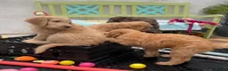 Double Doodle dogs for sale: Ultimate Double Doodles - lovely temperaments - Advert 11
