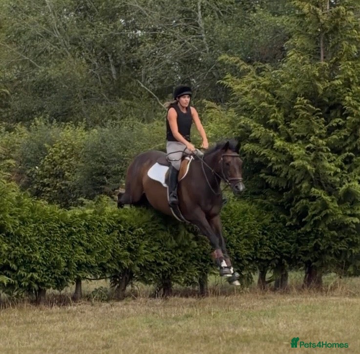English Thoroughbred horses True confidence giver  - Advert 7