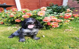 Cocker Spaniel dogs for sale: One beautiful blue roan boy unexpectedly available - Image 2